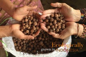 Aum-Rudraksha-malas-jewelery-sustainable-rudraksha-grown-in-indonesia_web_grande